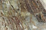 Rare North Pole Dome Stromatolite Slice - Billion Years #130668-1